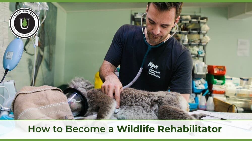 How To Become A Wildlife Rehabilitator Unity College