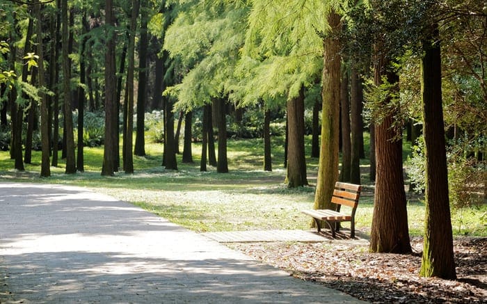 Bench in forest, summer or autumn landscape.