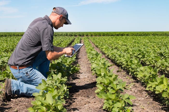Man in crop field looking at tablet