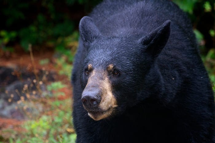 Black bear