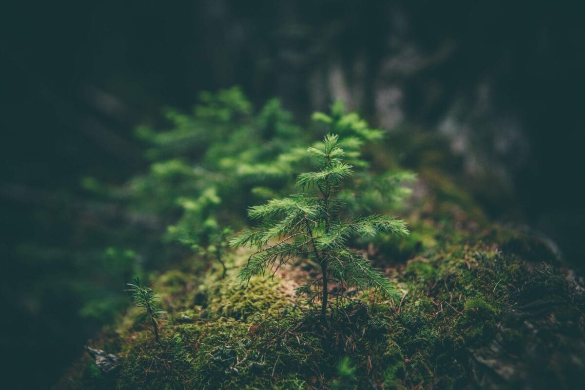 a small tree growing in a natural environment