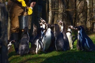 Feeding penguins
