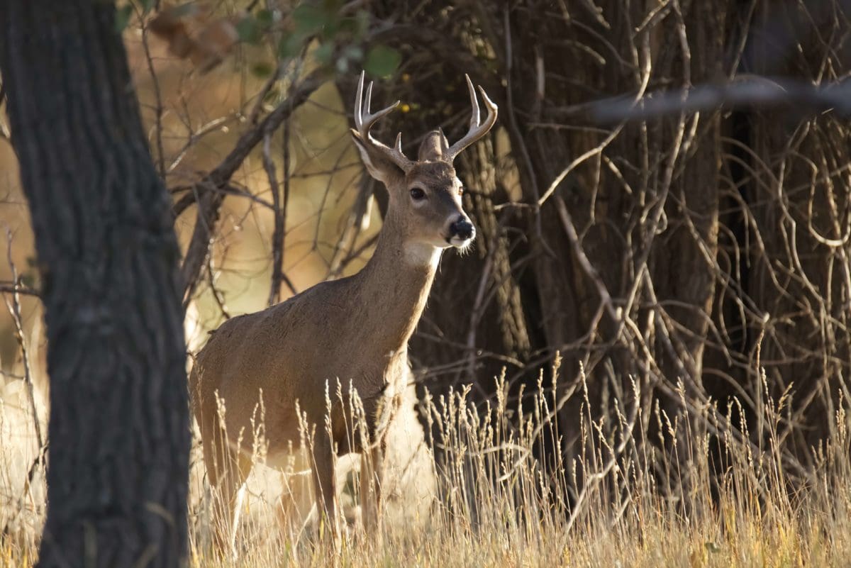 Game Warden Salary & Work Conditions