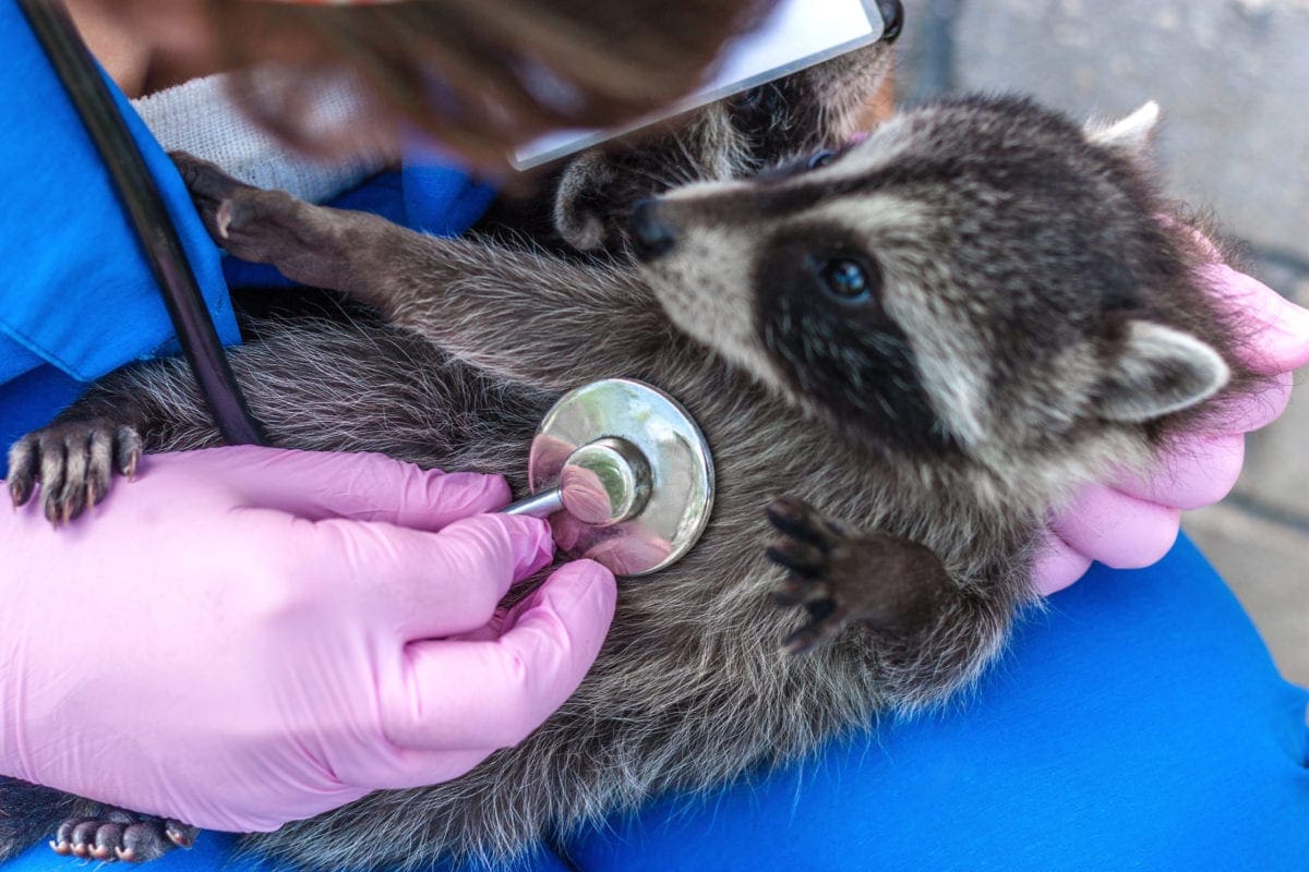 Wildlife Rehabilitator Unity College