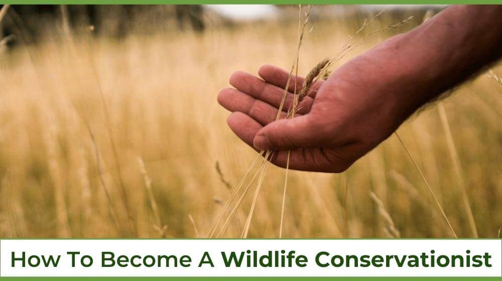 12 Reasons Why Is Wildlife Conservation Important?