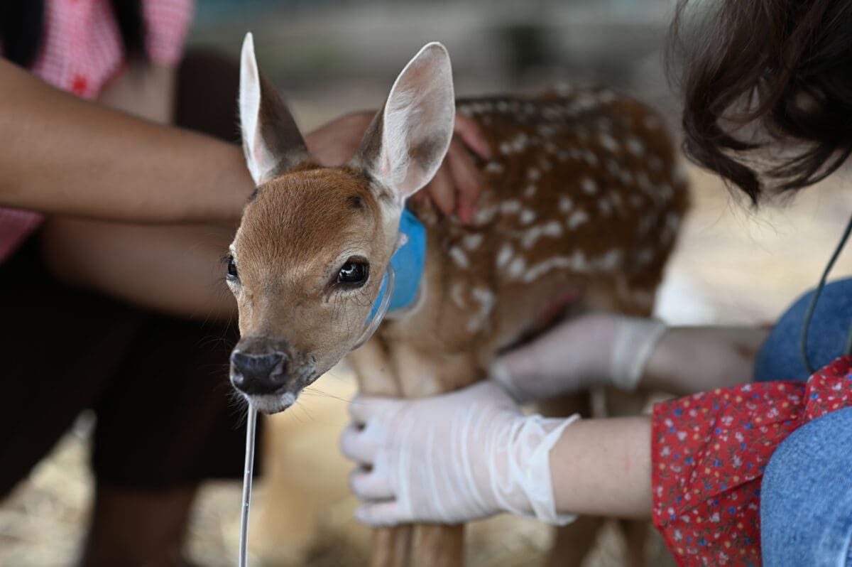 Newborn deer coma veterinary care, newborn deer, sick deer care, newborn deer farm.