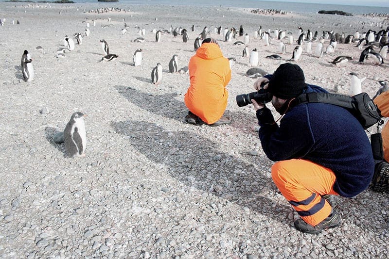 colony of penguins with people photographing them