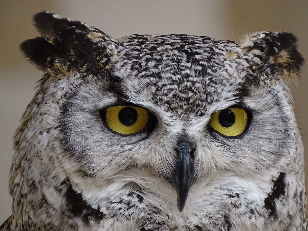 An owl with golden eyes sits behind the text "Mission, Vision, & Core Values."