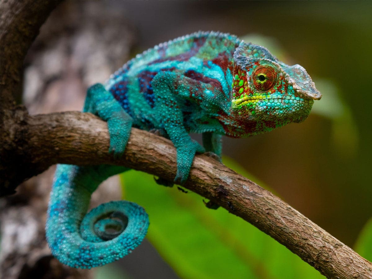 chameleon