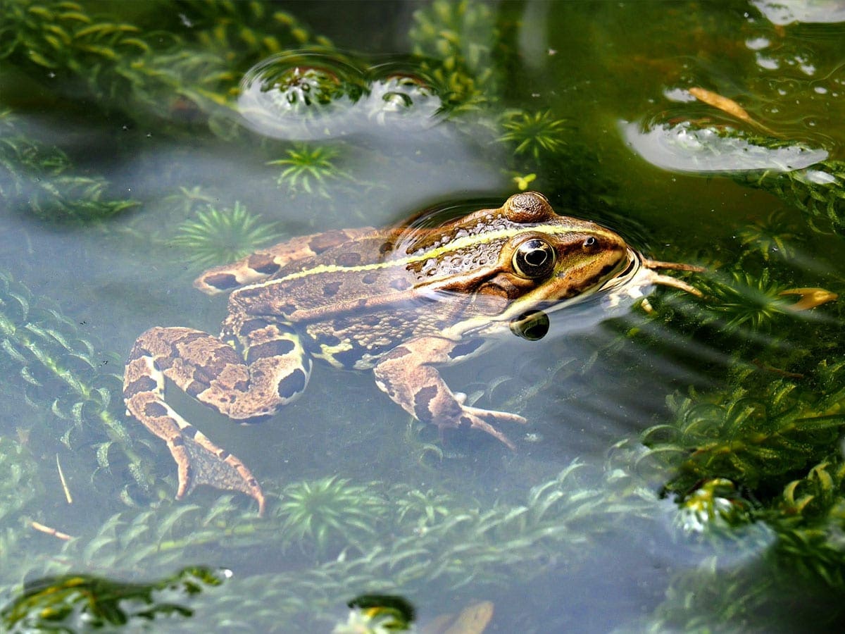 A frog in the water with the text "Internship Program" overlaying it. 