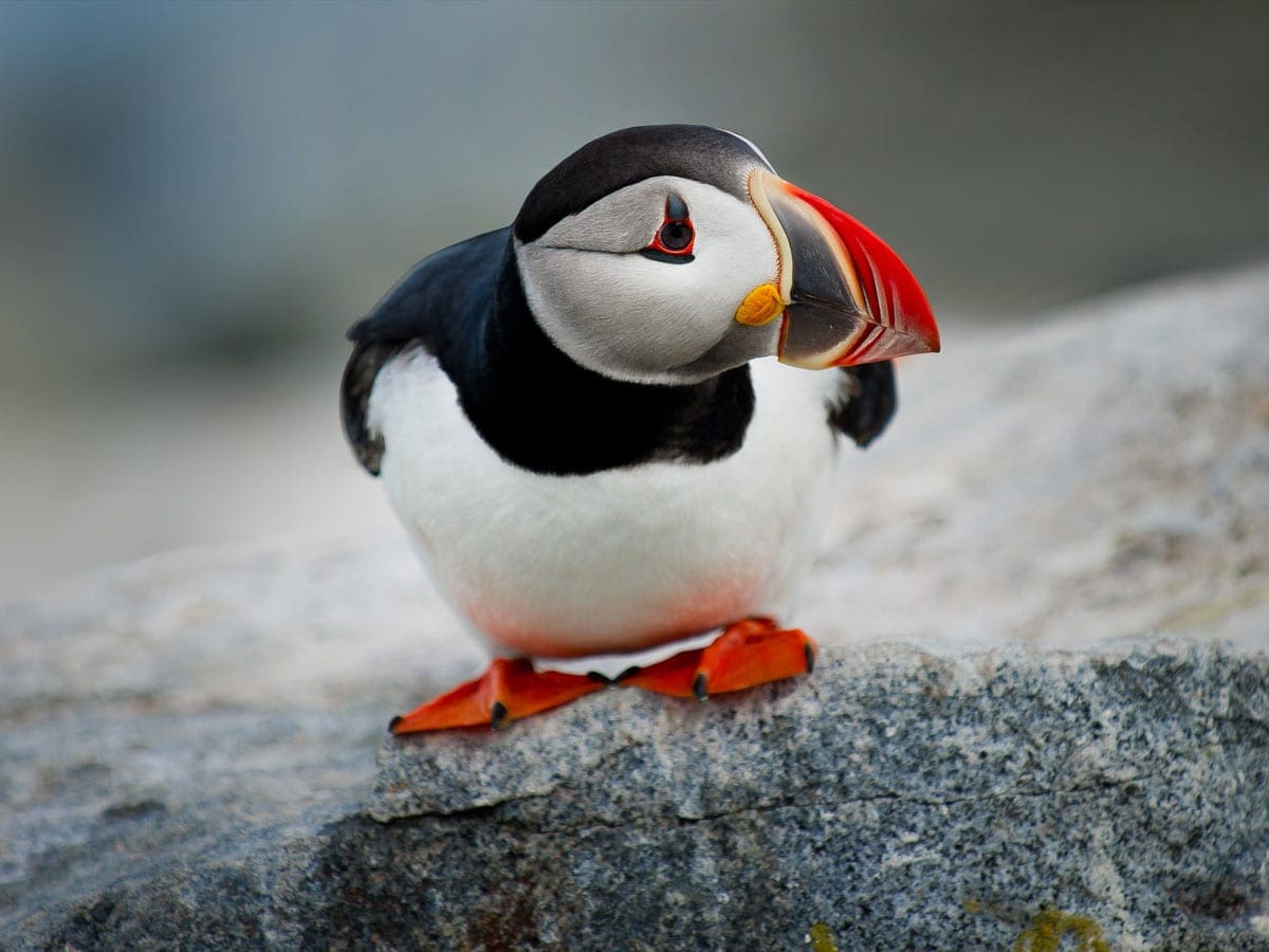 Puffin on a rock