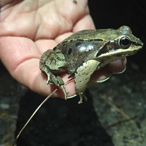 Unity College Wood Frog