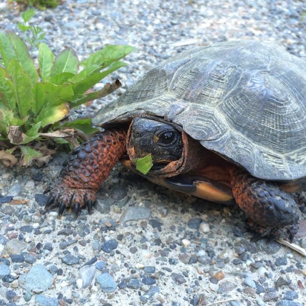 Unity College Wood Turtle Project awarded nearly $47,000 in grant money ...