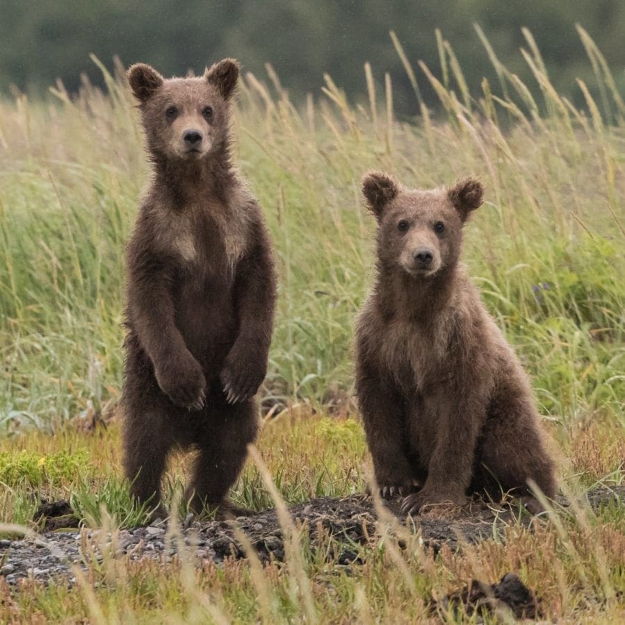 How-to-become-wildlife-biologist