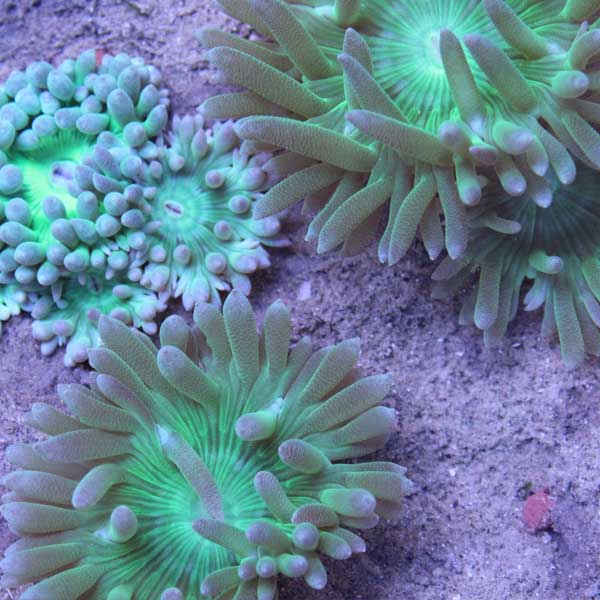 Biology Coral Lab