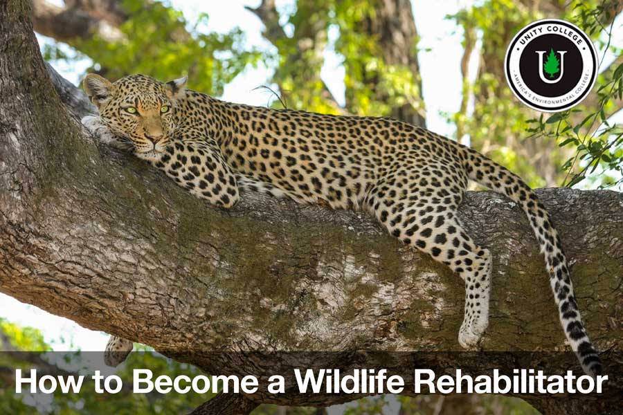 how to become a wildlife rehabilitator