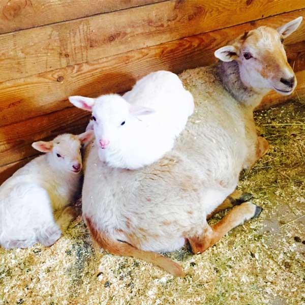 Lambs on Mom