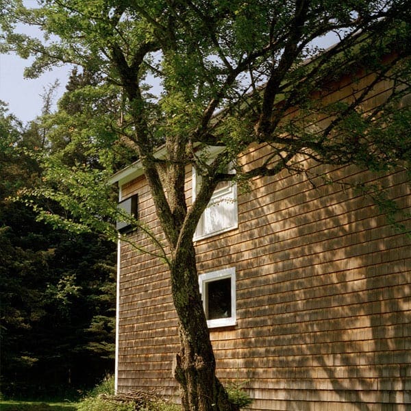 Margot Kelley Trees
