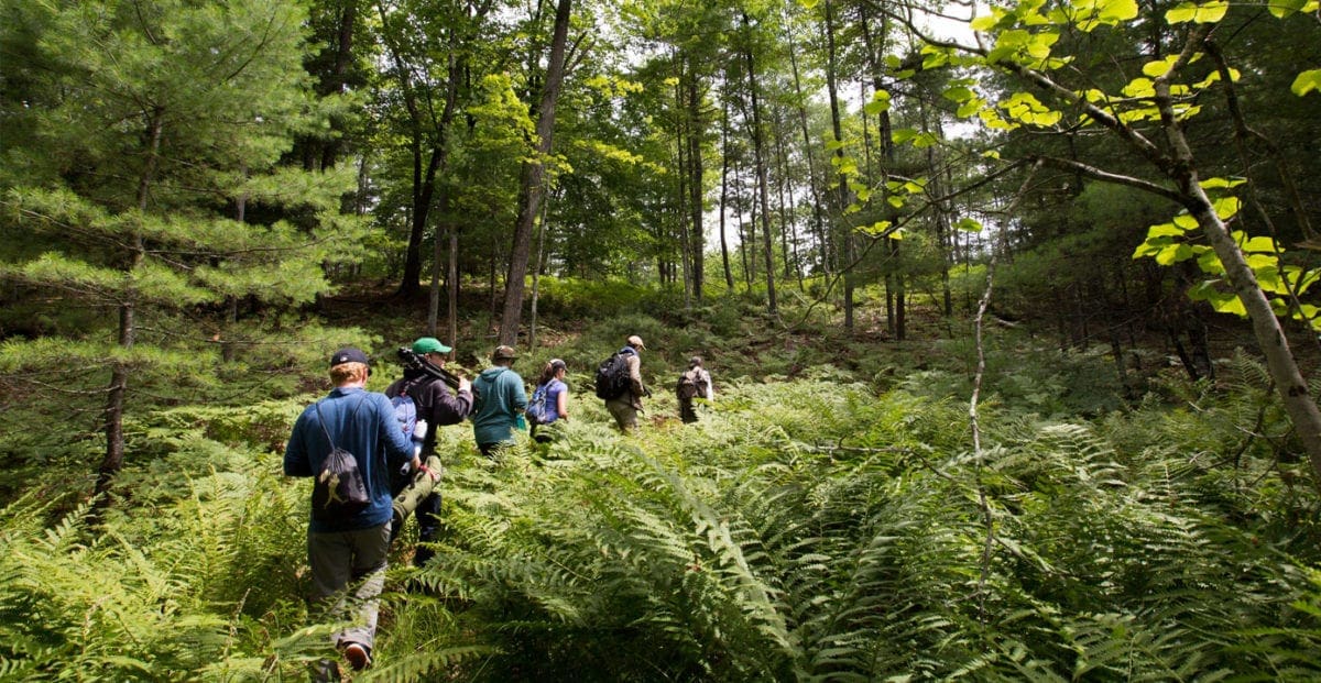 group of students hiking through ferns and trees as a form of experiential learning