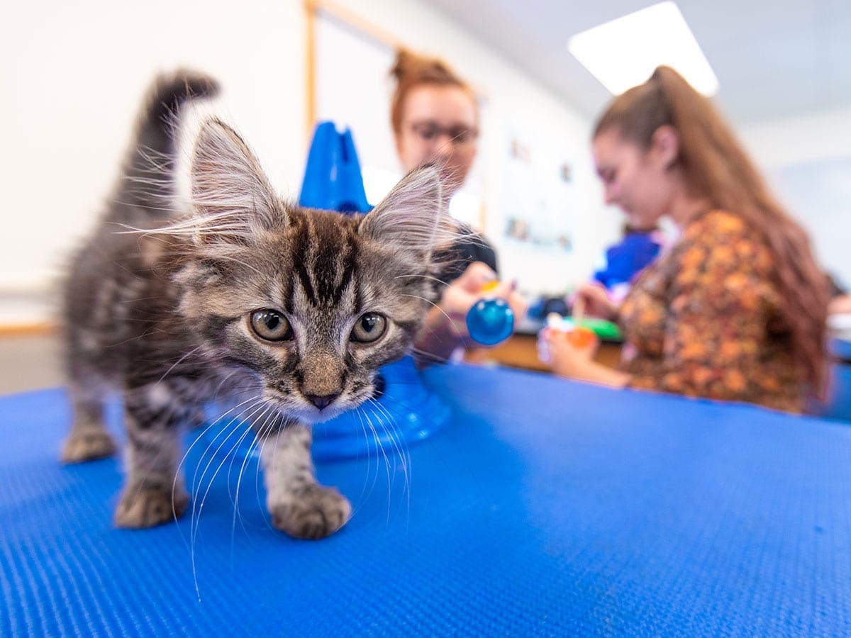 Students working with a cat/kitten at Unity College