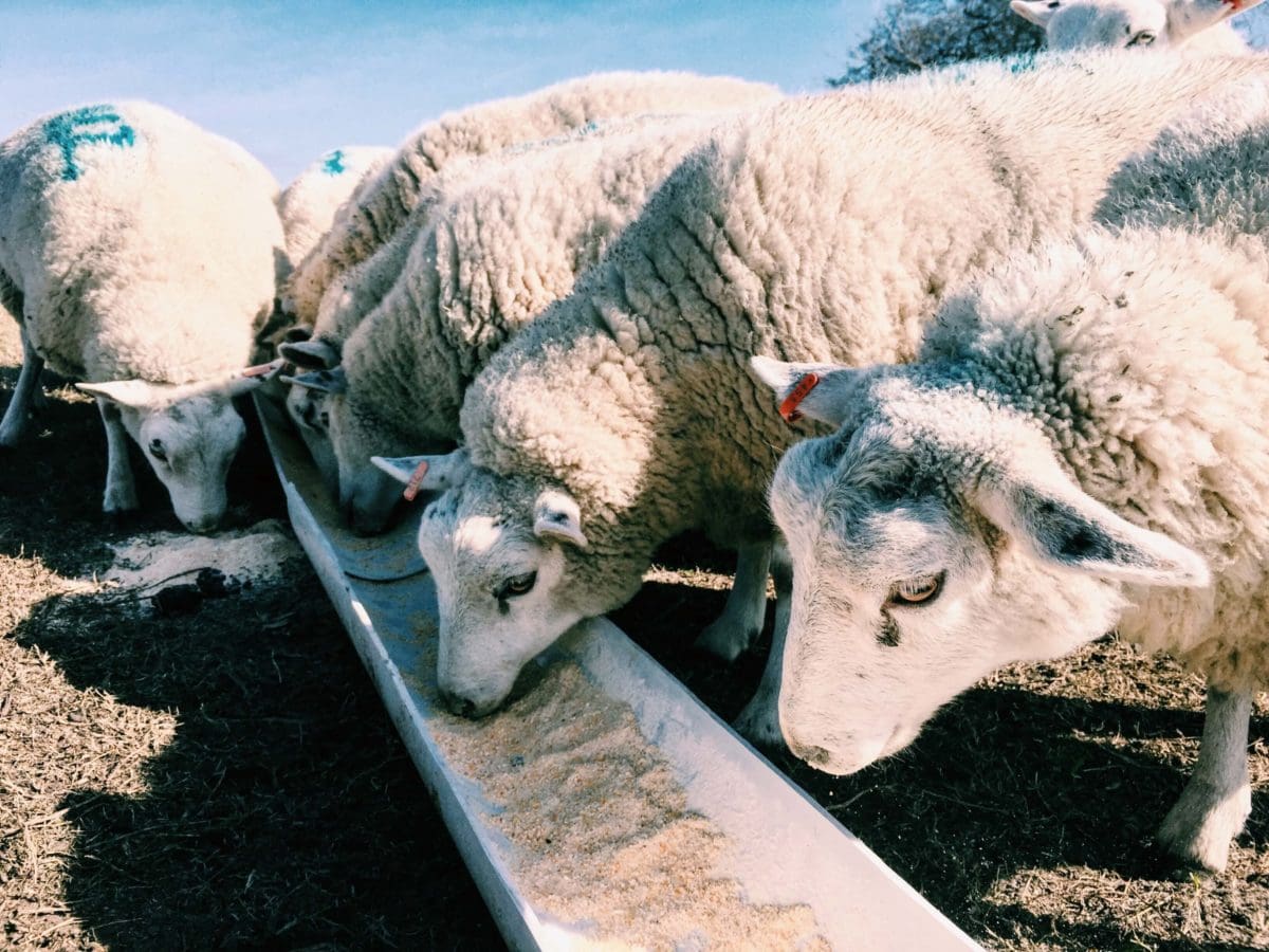 sheep eating from a trough