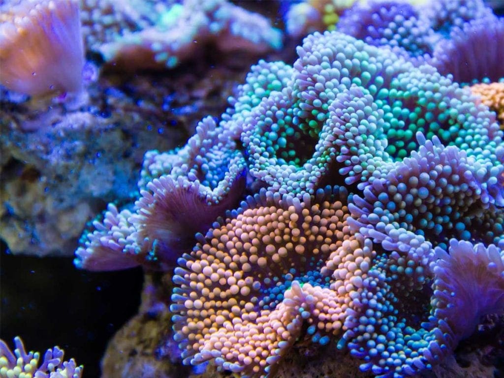 Coral
