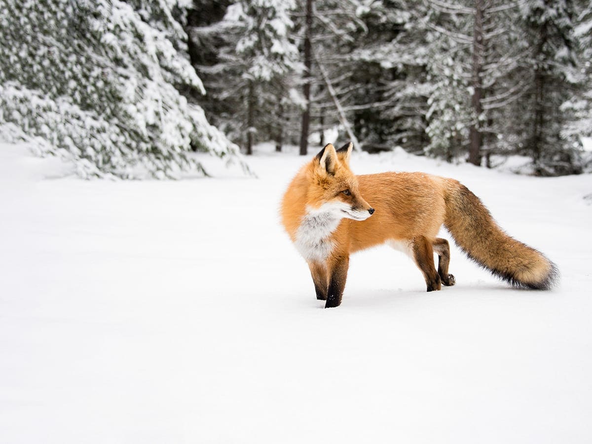 Master&#39;s in Wildlife Conservation and Management - Unity College