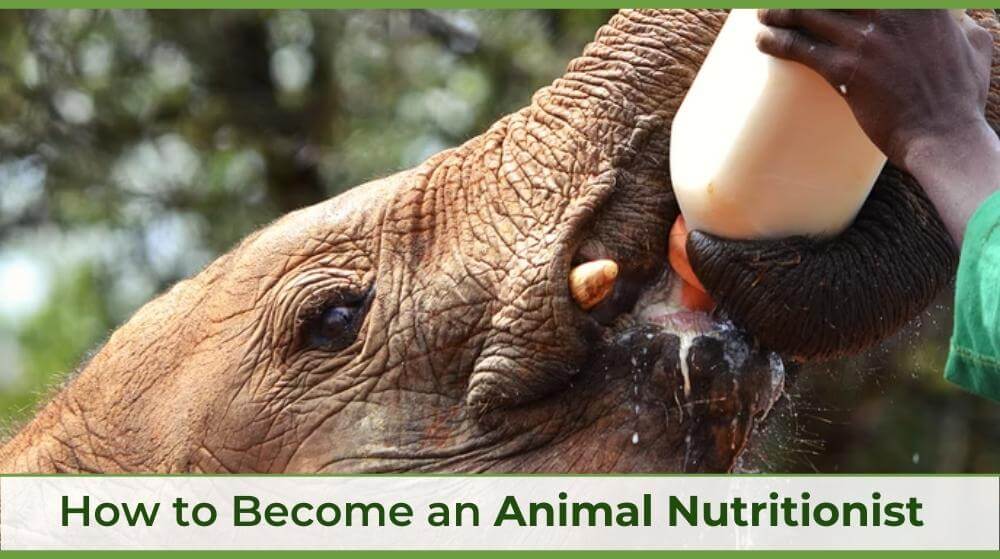 How To An Animal Nutritionist