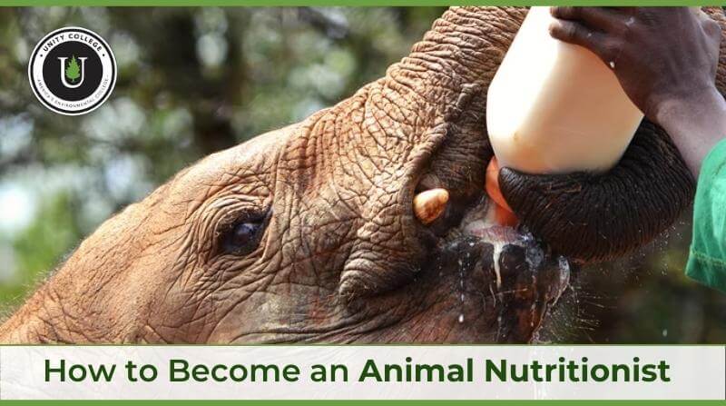 person bottlefeeding a baby elephant