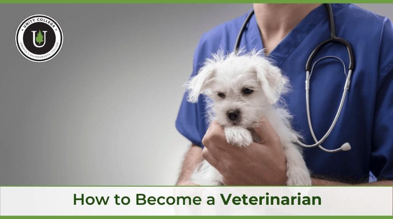 How to Become a Veterinarian - Unity College