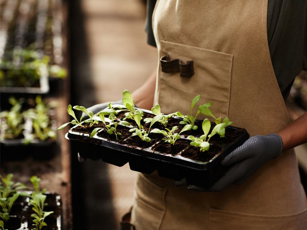 Middle section of young female in gloves and workwear holding group of small plastic pots with seedlings while working in greenhouse