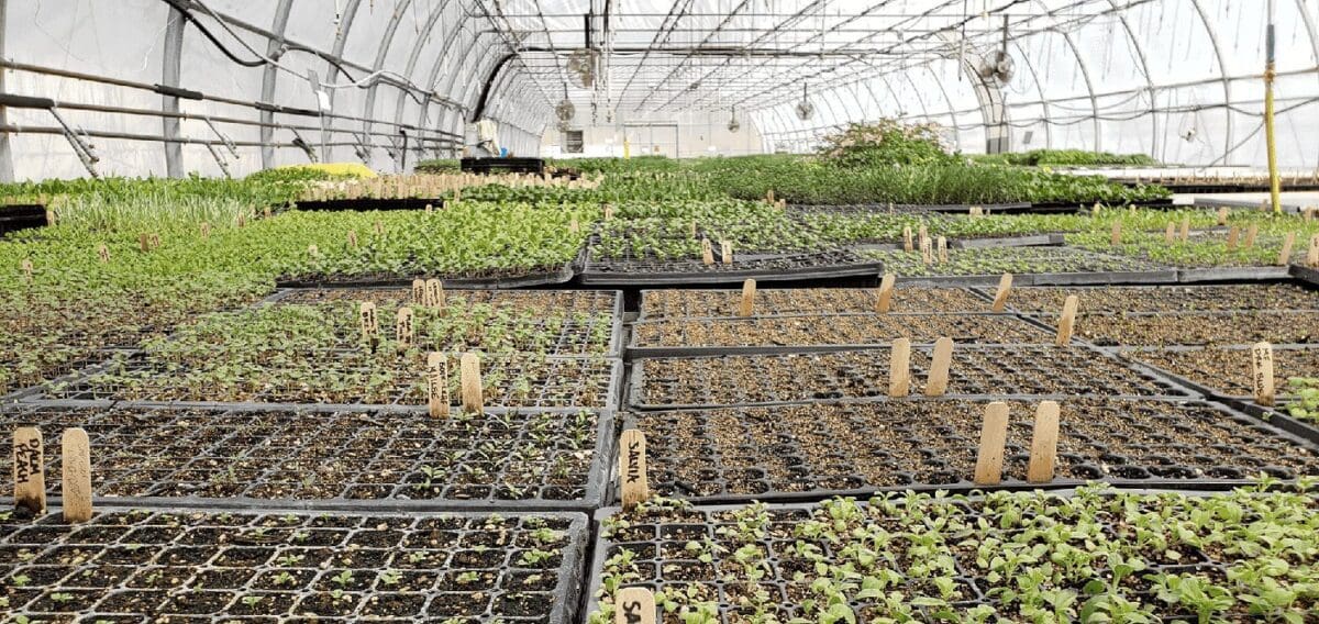Seedlings at McKay Farm