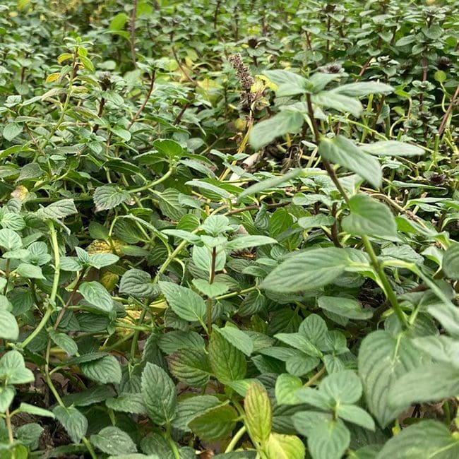 Mint from McKay Farm