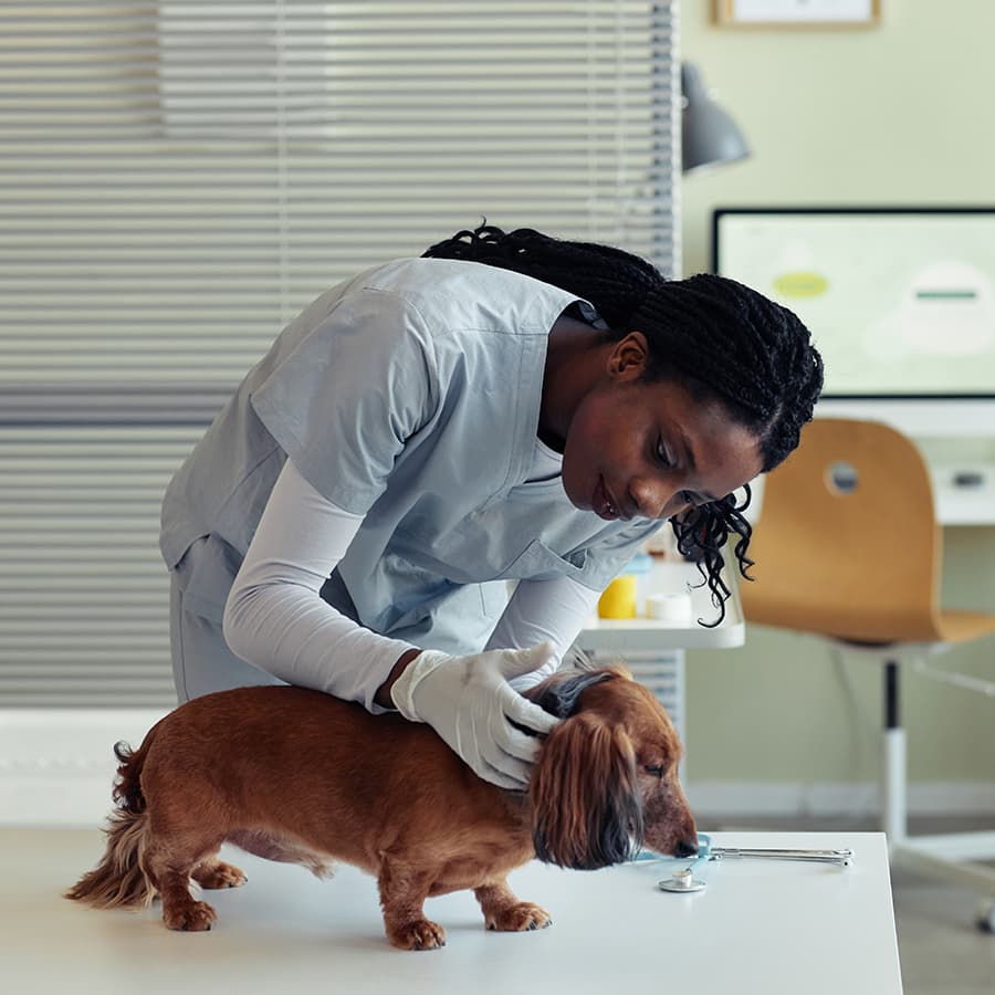 woman veterinary care to dog during visit