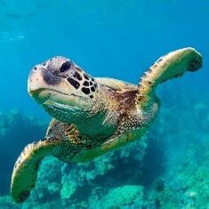 turtle in the ocean