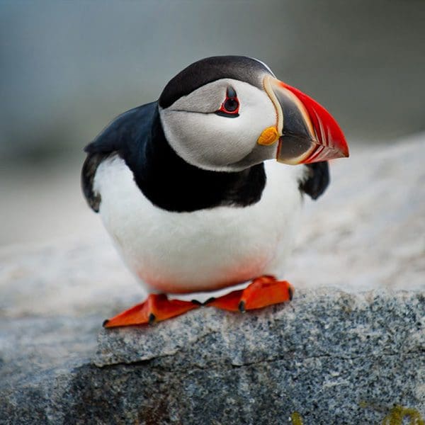 puffin on a rock