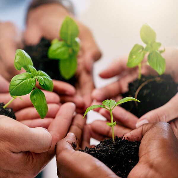 plants held in the hands of four individuals