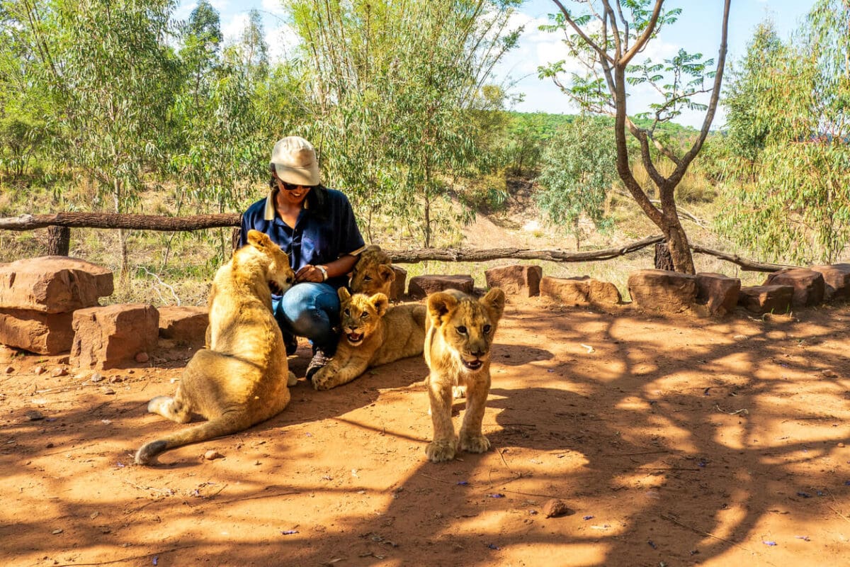 a wildlife conservationist interacting with lion cubs in a desert environment