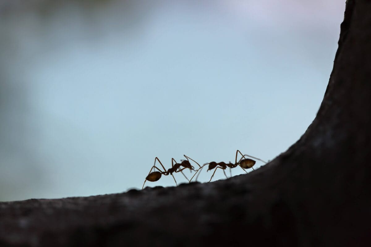 two ants walking on a log