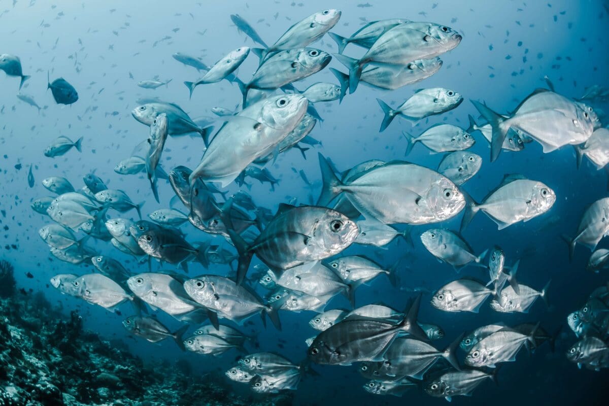 a group of tuna swimming in the ocean