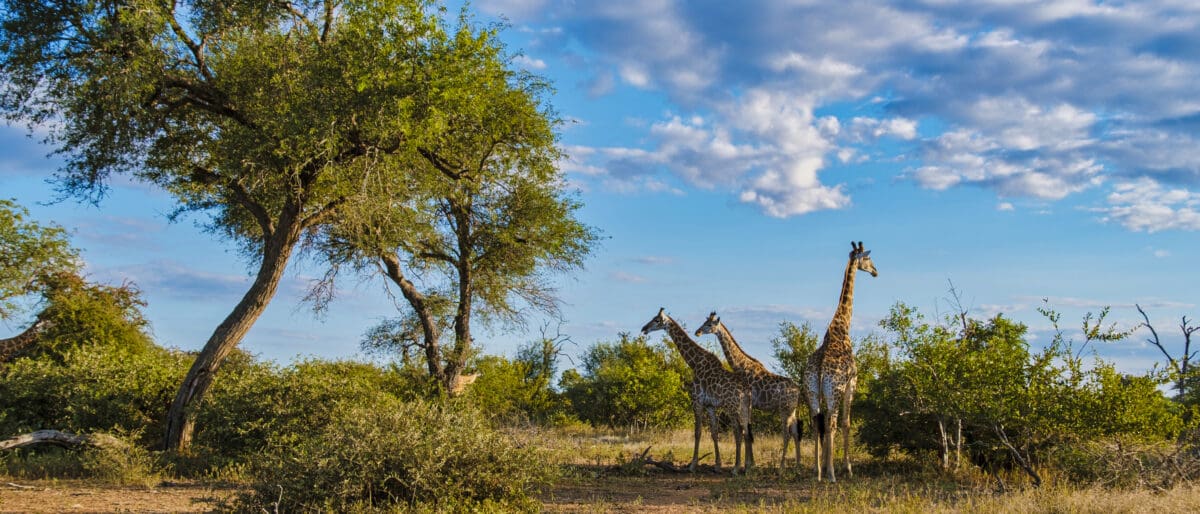 Three giraffes graze among the bushes and trees on the savannah.