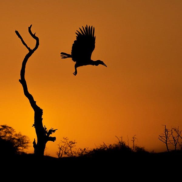 The silhouette of a Ground Hornbill flies near a branch on a bright orange sunset.