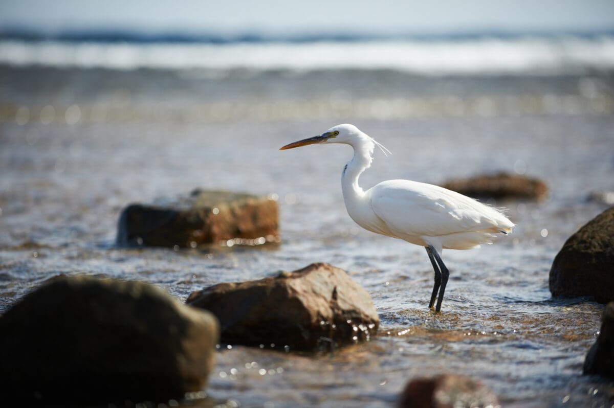 A white-faced heron wades among rocks on the shore.