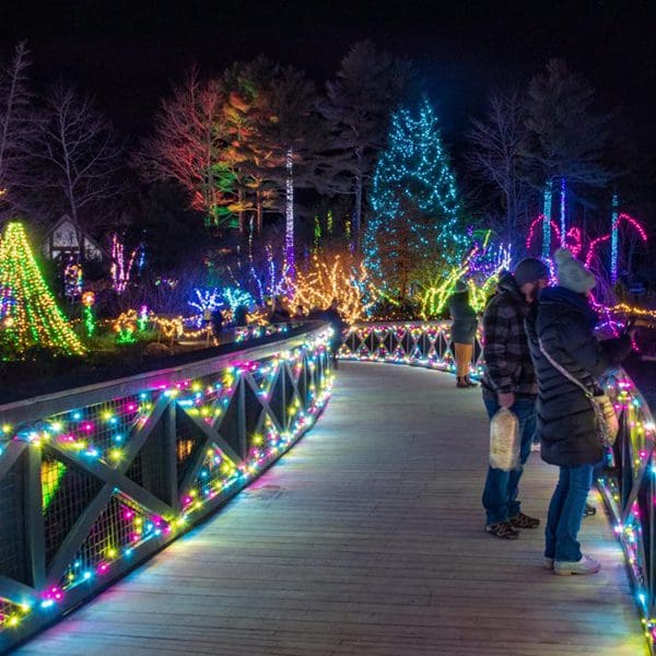 A walkway through the botanical gardens is illuminated by colorful fairy lights as couples walk through the gardens at night during the exhibit.