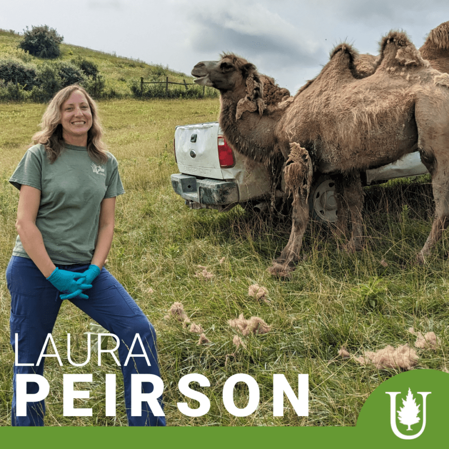 Laura, a Unity Alum, smiles with camels next to a truck.