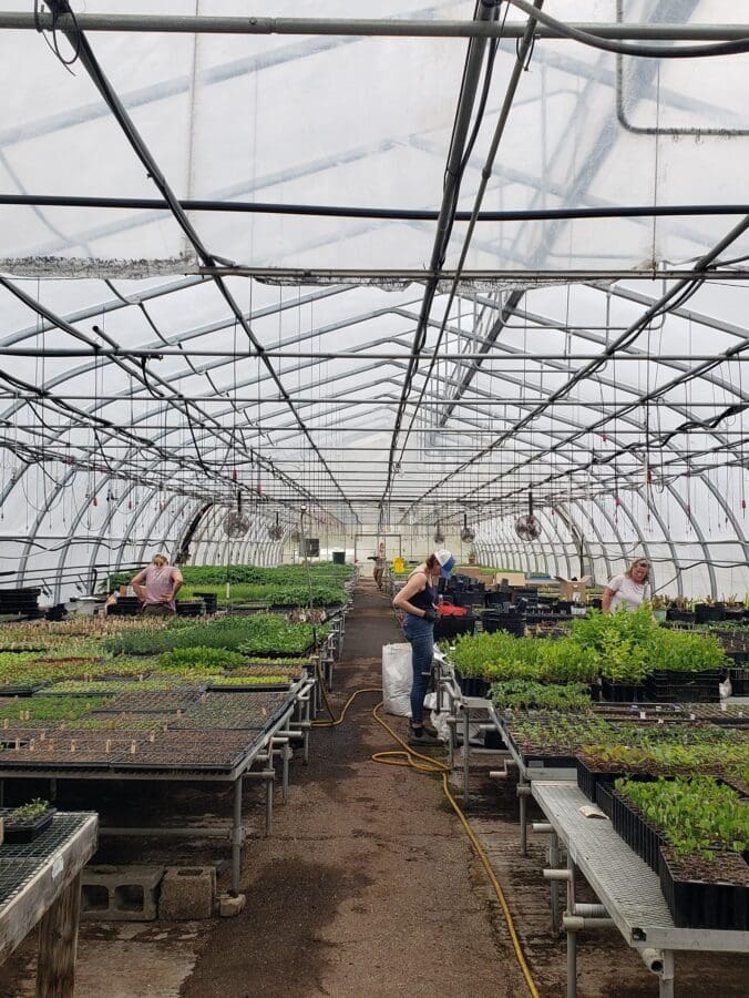 The team at McKay Farm and Research Station work at separate rows of herbs in the greenhouse.