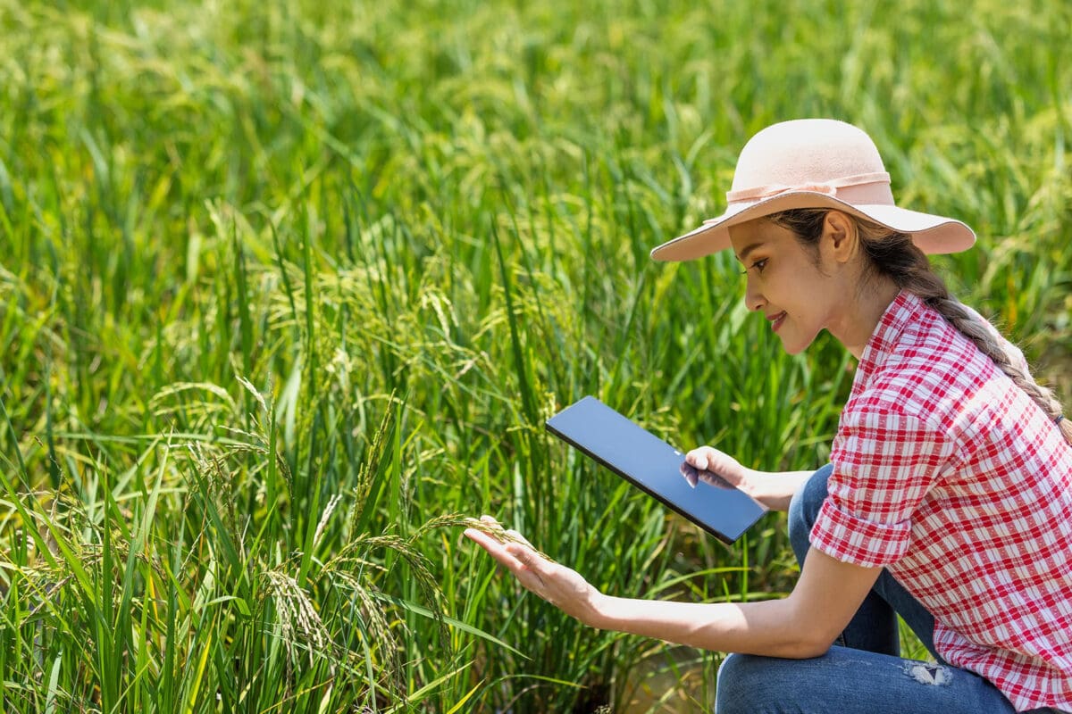 A woman examines long stalks of wheat in the sun while holding a tablet.