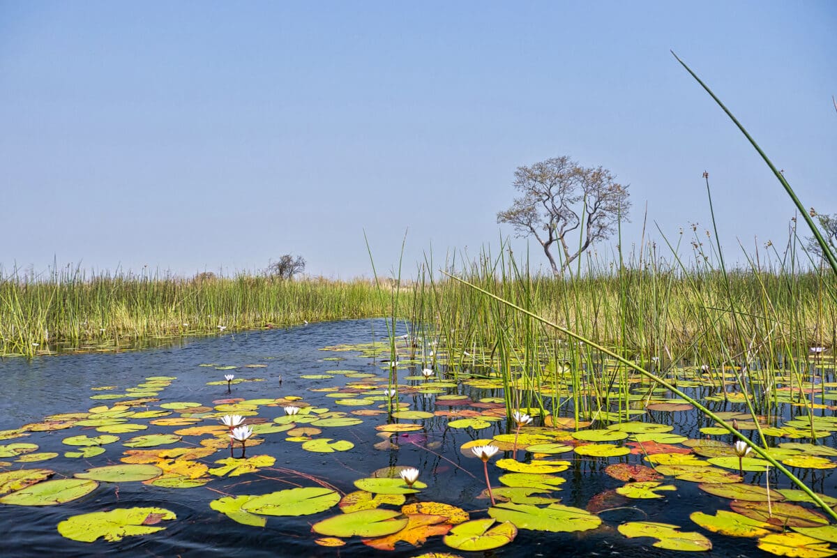 Okavango Delta, Okavango Wetland, UNESCO World Heritage Site, Ramsar Wetland, Botswana, Africa