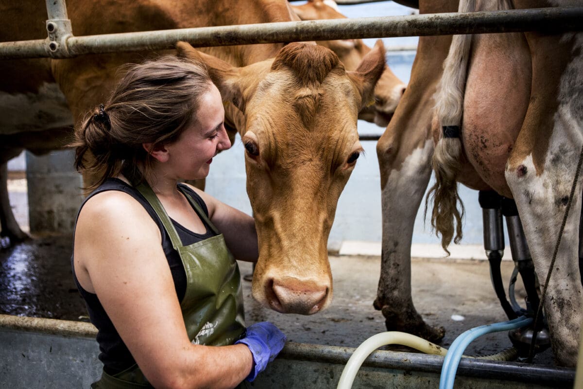 Young woman wearing apron standing in a milking shed with Guernsey cows.