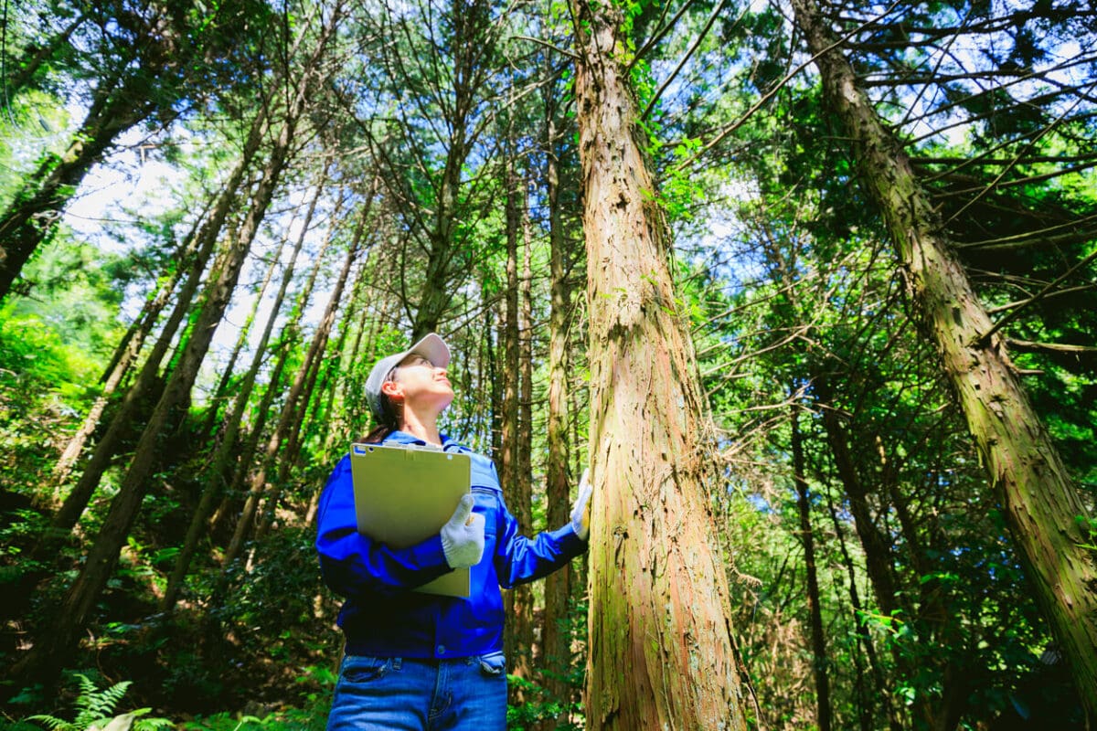 an environmental scientist inspecting a tree in a forest